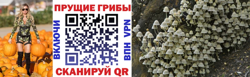 omg как войти  Приозерск  Псилоцибиновые грибы Psilocybine cubensis 